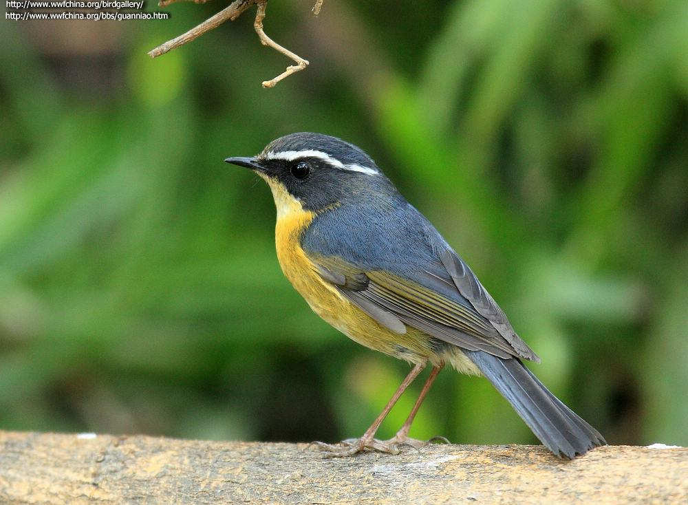 白眉林鸲 白眉林鸲的图片