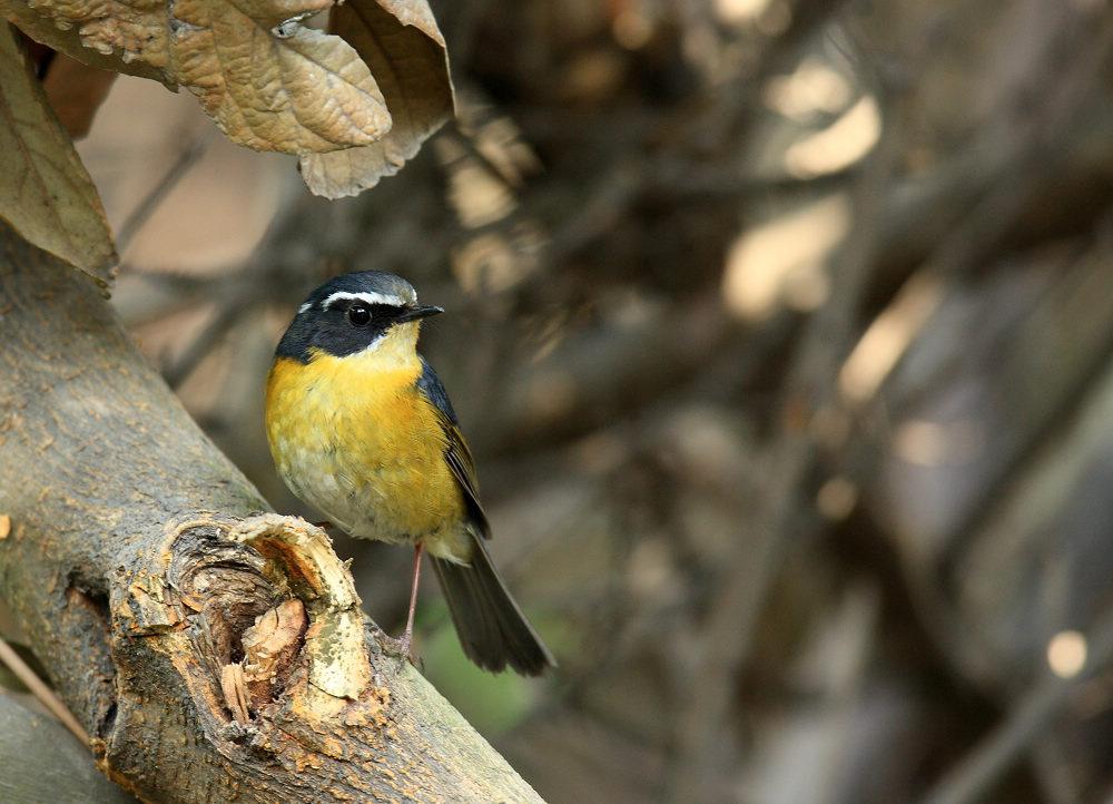 ��ü��𶣺����