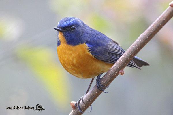 �ظ�����ͼƬ