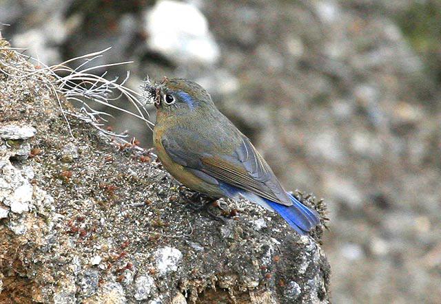 �ظ���𶣺��������