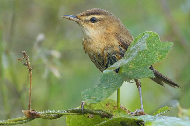 Զ��έݺ��ͼƬ