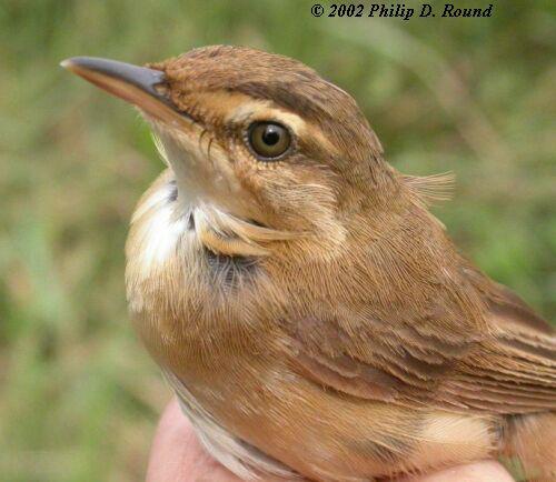 Զ��έݺ������̩����