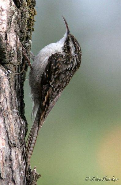 高山旋木雀 高山旋木雀的图片