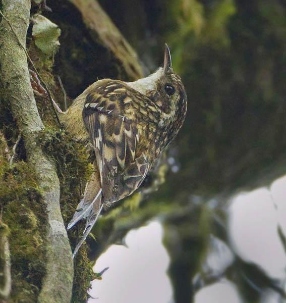 �Ĵ���ľȸ�������Ĵ�����ɽ��