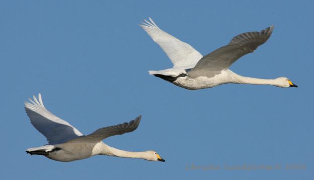 Ѽ�ƣ������