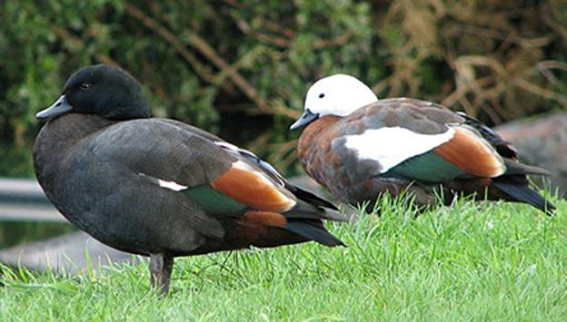 Ѽ�ƣ�������Ѽ