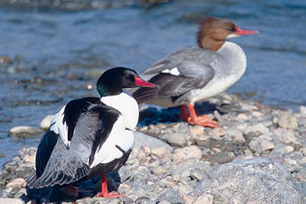 Ѽ�ƣ���ͨ��ɳѼ