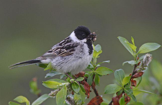 苇鹀 苇鹀的图片