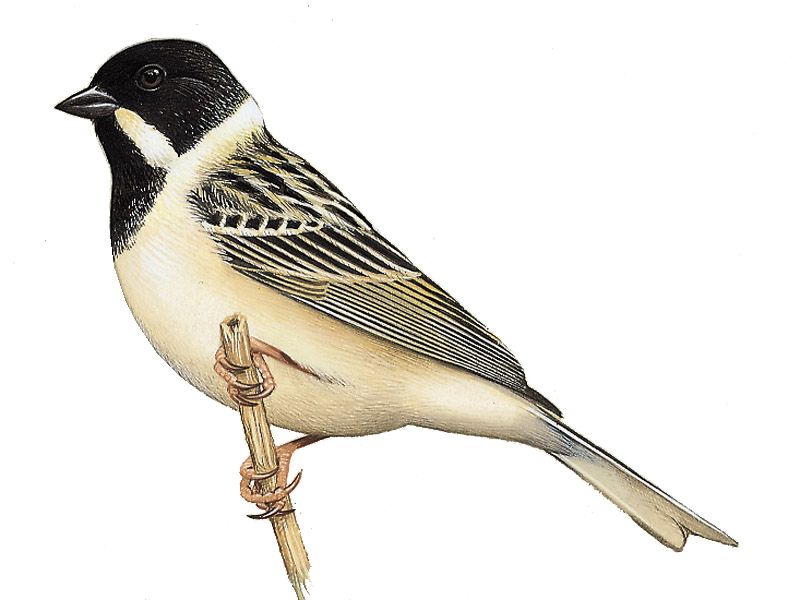 έ�c���񣬷�ֳ�𣨴���