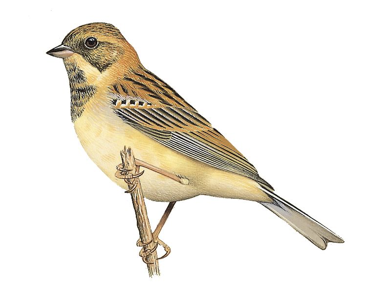 έ�c���񣬷Ƿ�ֳ�𣨶���