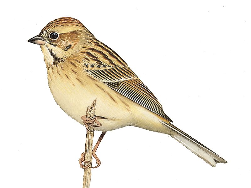 έ�c���񣬷�ֳ�𣨴���