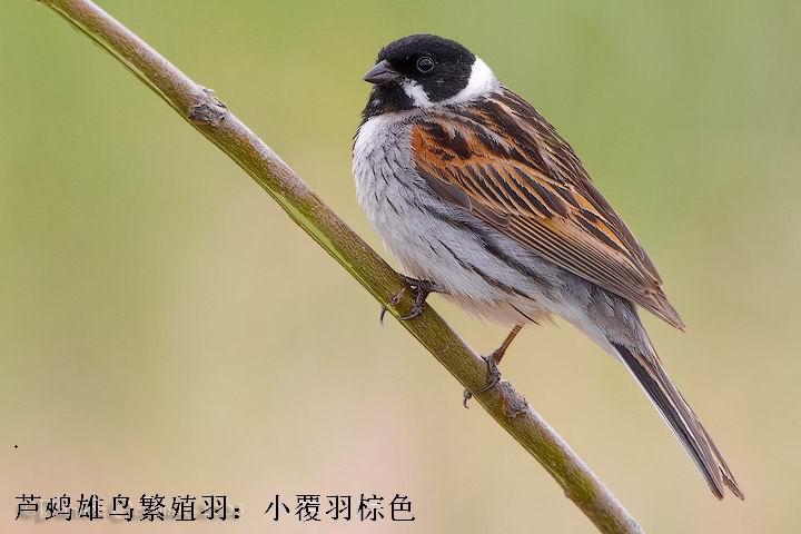 «�c����ֳ��С������ɫ