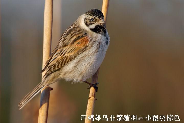 «�c����Ƿ�ֳ��С������ɫ