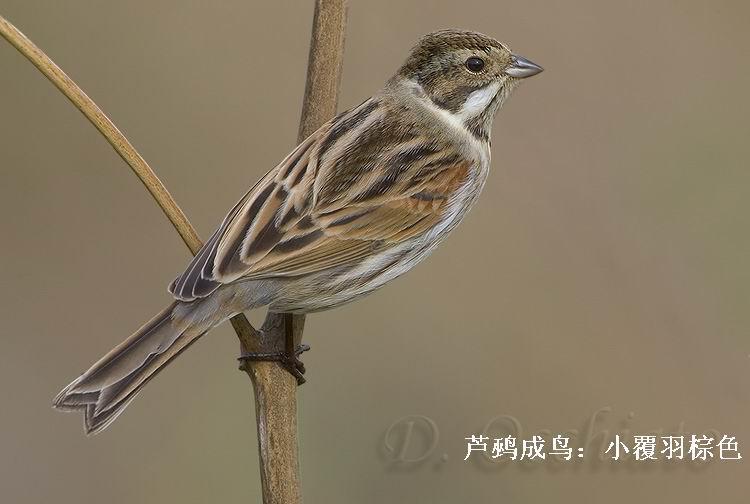 «�c����������ɫ��˻Ұ���С������ɫ������ɫ��