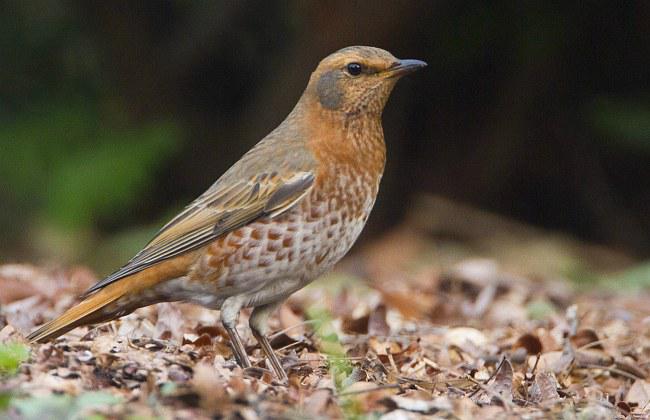 ��β𴣺����������ۣ�