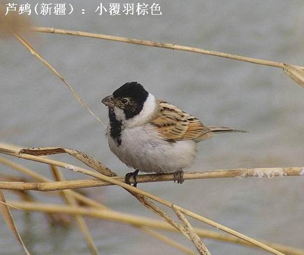 ���½������ĵ�«�c������������pyrrhuloides