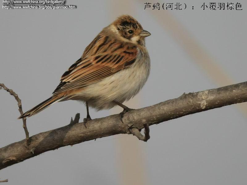 «�c���ӱ�����С������ɫ