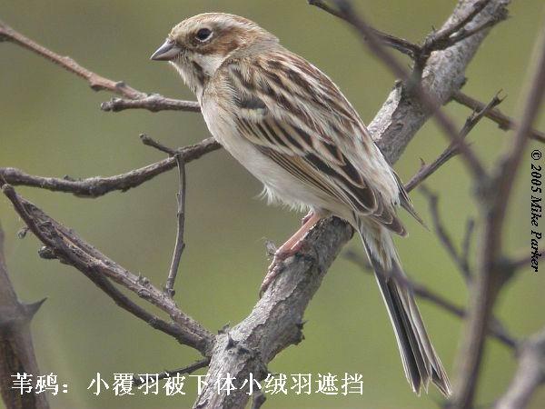 έ�c��С����Ҳ������С�����ڵ�������������