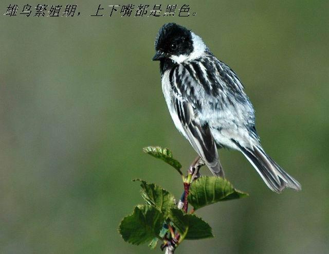 έ�c��ֳ�����������춼�Ǻ�ɫ