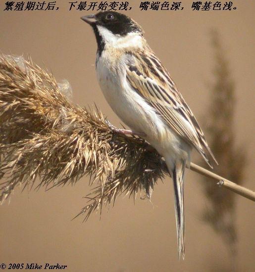 έ�c��ֳ�ڹ���������ɫ���䣬�Һ�ɫ��������ɫ��ǳ��ֱ������ɫ��