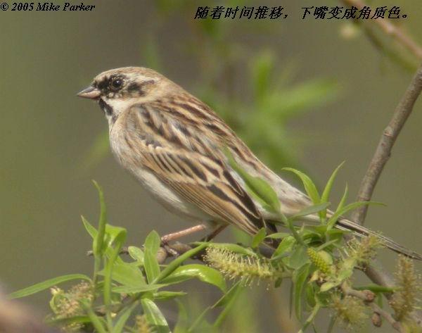 έ�c��ֳ�ڹ���������ɫ���䣬�Һ�ɫ��������ɫ��ǳ��ֱ������ɫ��