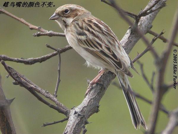 έ�c���������ɫ���䡣