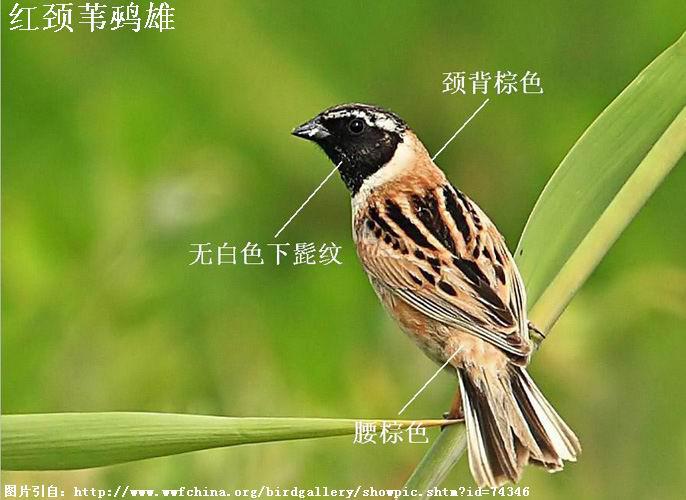 �쾱έ�c��ֳ������ͷ��ɫ����«�c��έ�c�����ް�ɫ�������ƣ�����������ɫ��