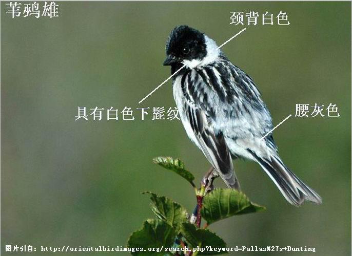 έ�c��ֳ�����񾱱���ɫ�����а�ɫ�����ƣ�����ɫ