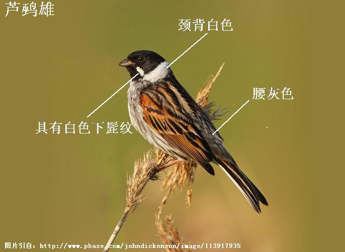 «�c��ֳ�����񾱱���ɫ�����а�ɫ�����ƣ�����ɫ