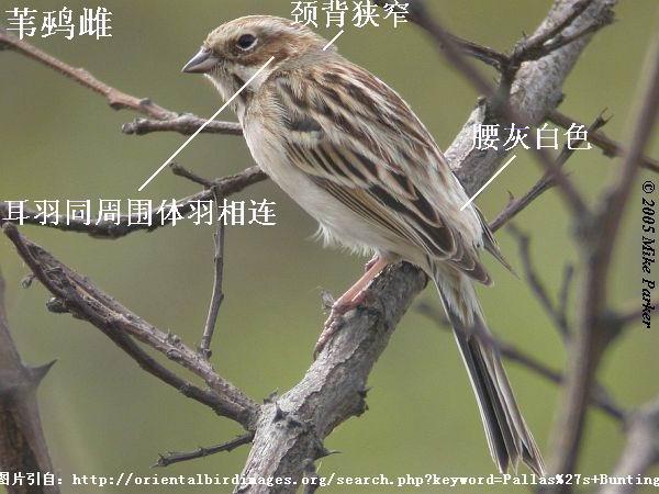 έ�c�������Ұ�ɫ