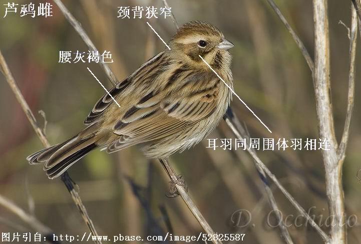 «�c�������Һ�ɫ