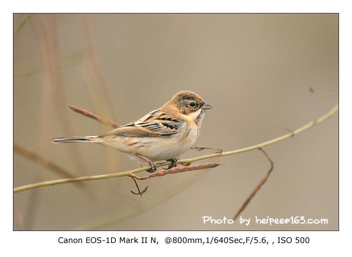 έ�c����ɫС���������ɫ������ʣ���Ӱ��Ƥ