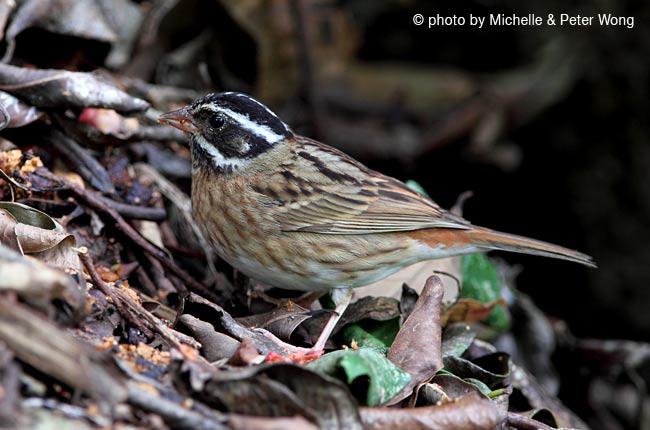 白眉鹀 白眉鹀的图片