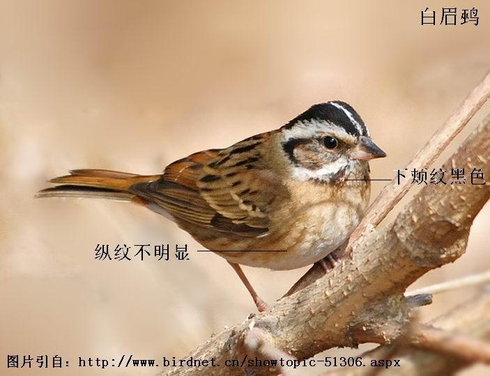 ��ü�c���������Ʋ����ԣ��¼��ƺ�ɫ��������