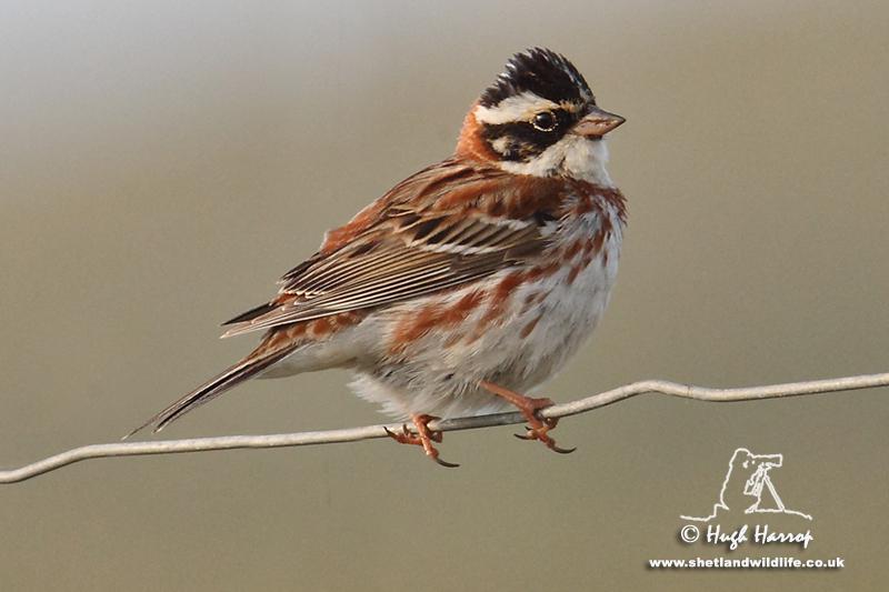 ���c������