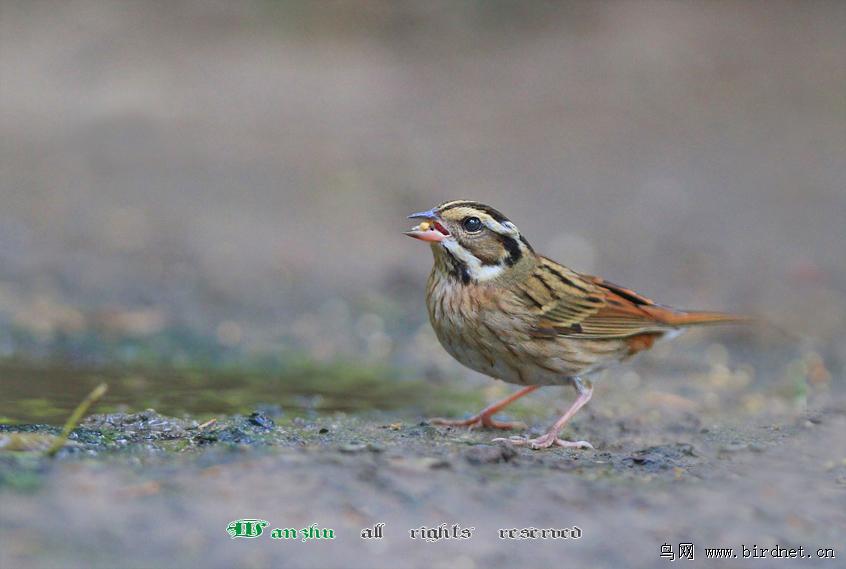 ��ü�c������