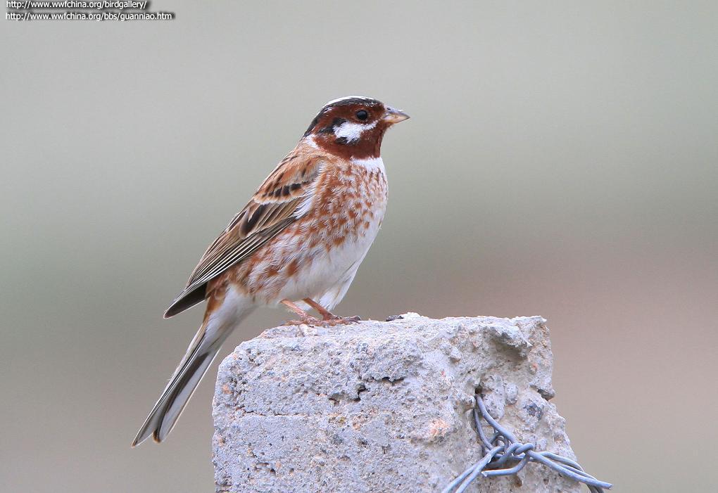 ��ͷ�c��ͼƬ