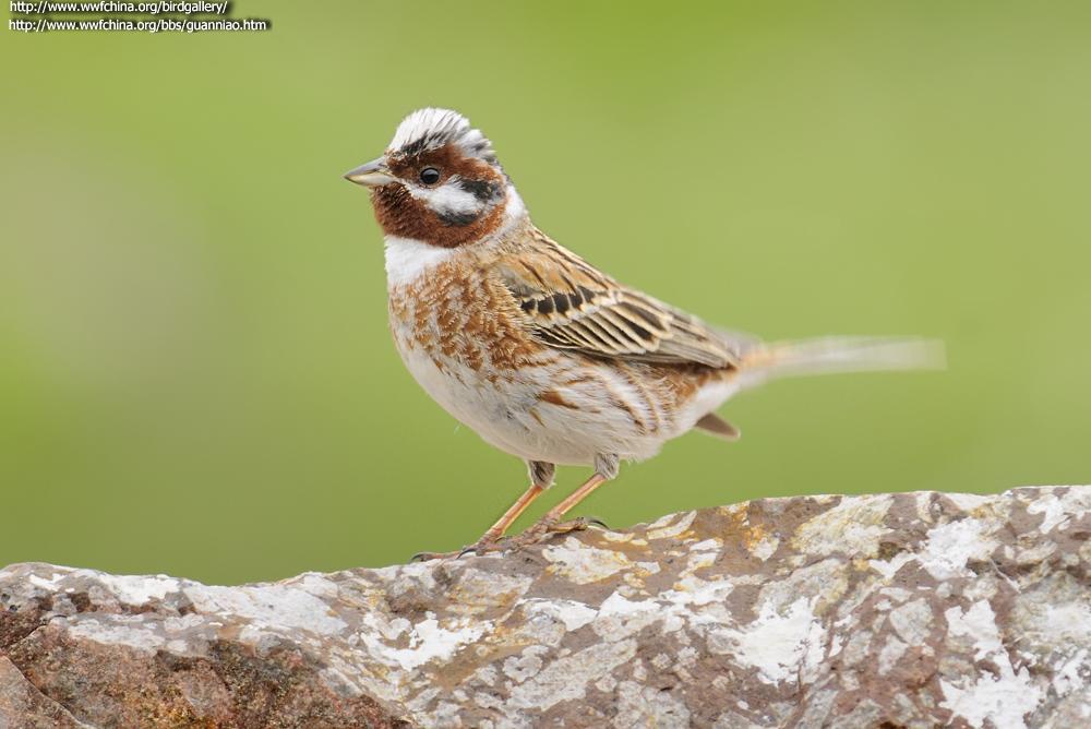 ��ͷ�c������ֳ��