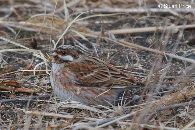 ��ͷ�c������