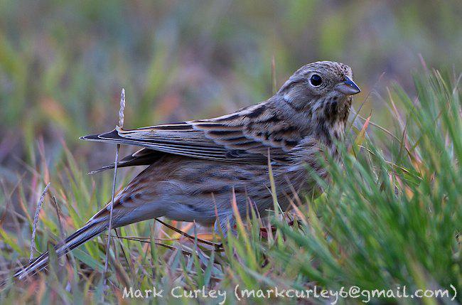 ��ͷ�c������