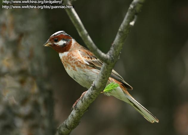 ��ͷ�c������