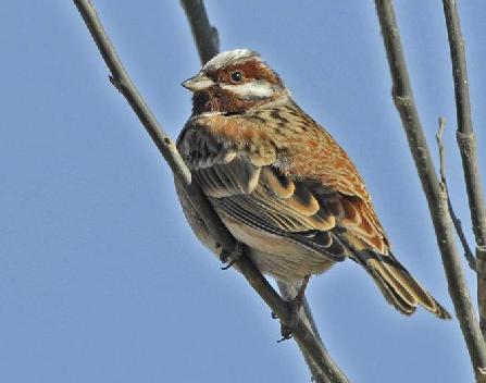 ��ͷ�c������