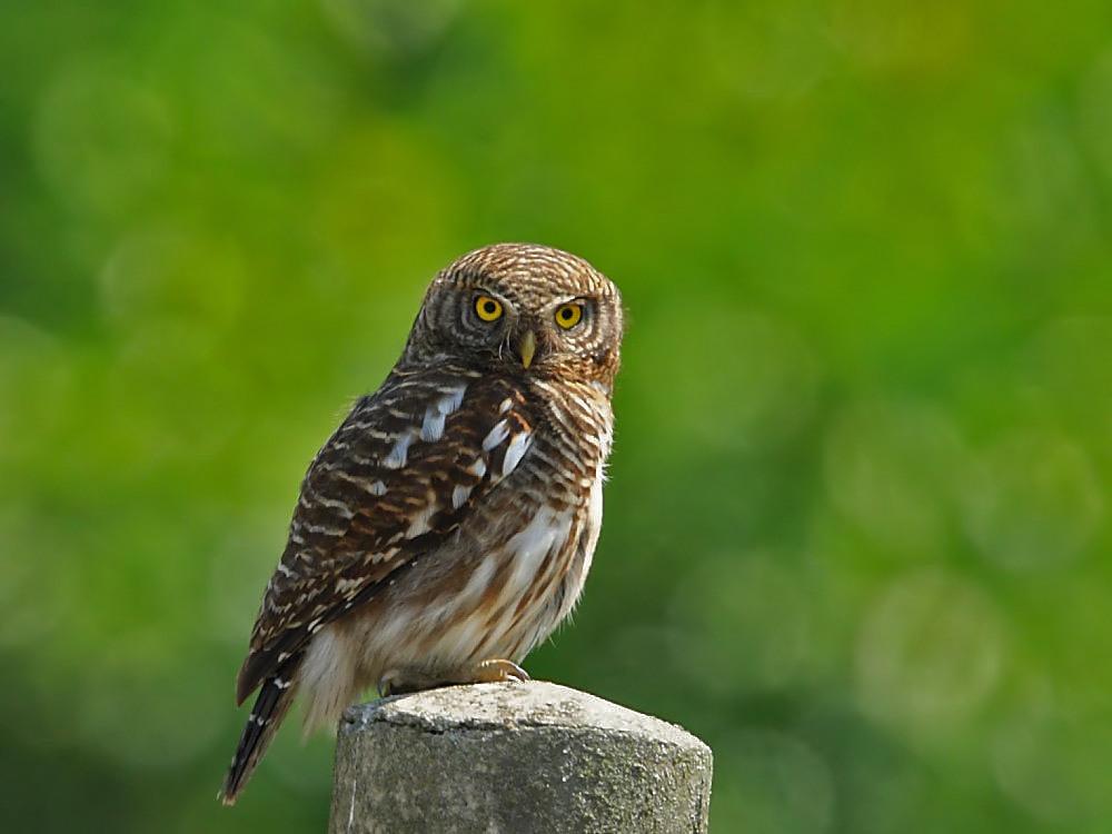 ��ͷ��m��ͼƬ