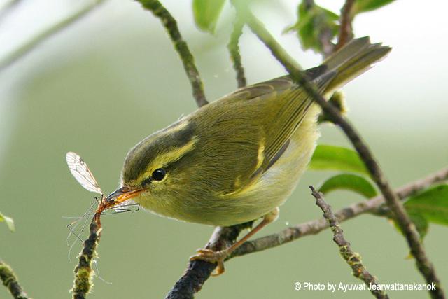 ���ϰװ�β��ݺ