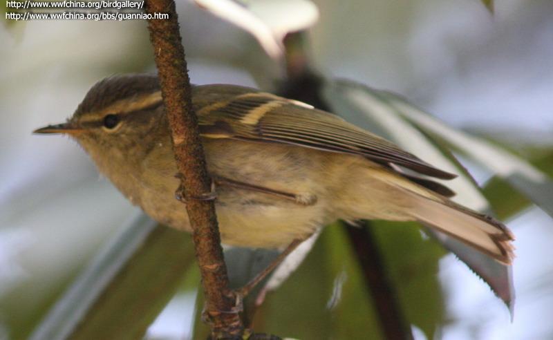 ���ϰװ�β��ݺ���������ϣ�