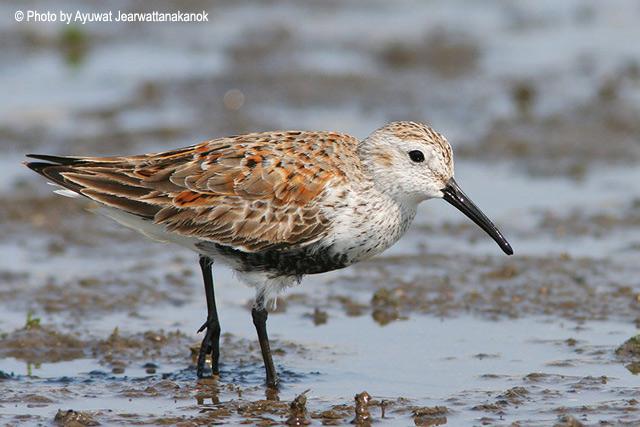 �ڸ����ֵ�ͼƬ