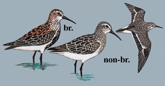 �ڸ�����