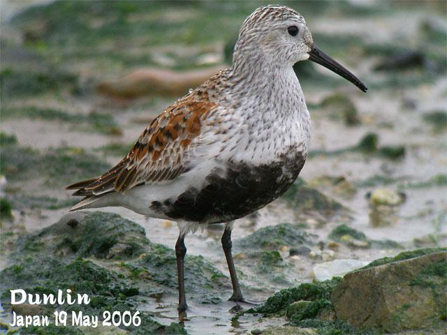 �ڸ����֣���ֳ��