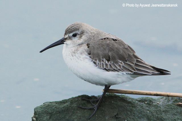 �ڸ����֣��Ƿ�ֳ��