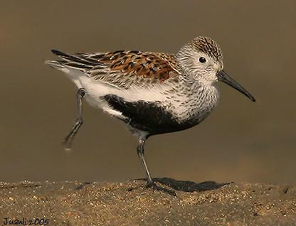 �ڸ�����